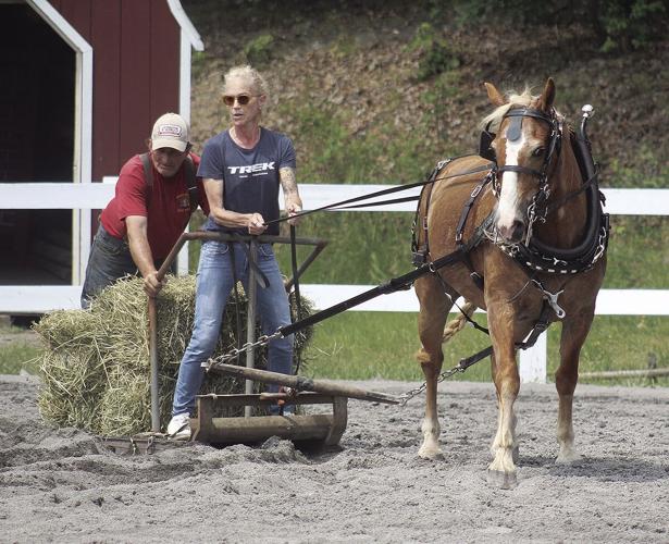 Draft Horse Judging crowns 12 champs Local News