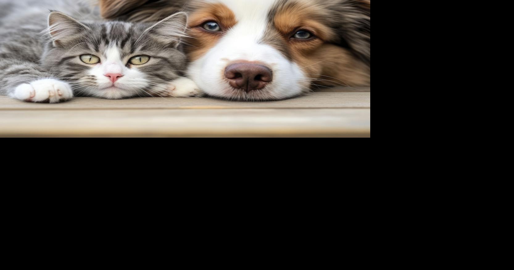 Campaign encourages New York residents to become tobacco-free for their pets