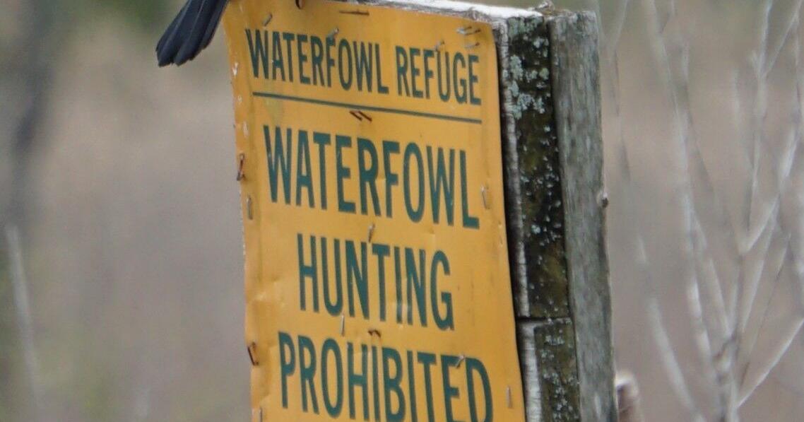 Western New York is for the birds