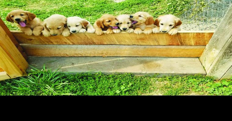 Akc Golden Retriever Puppies 8 Weeks Old Country Raised Utd Pets Belgrade News Com