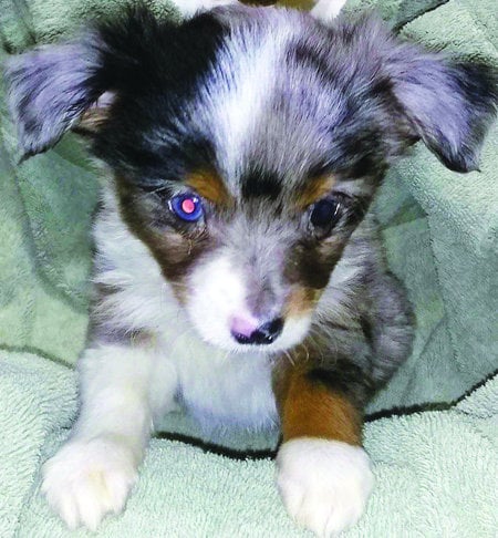 toy border collie puppies