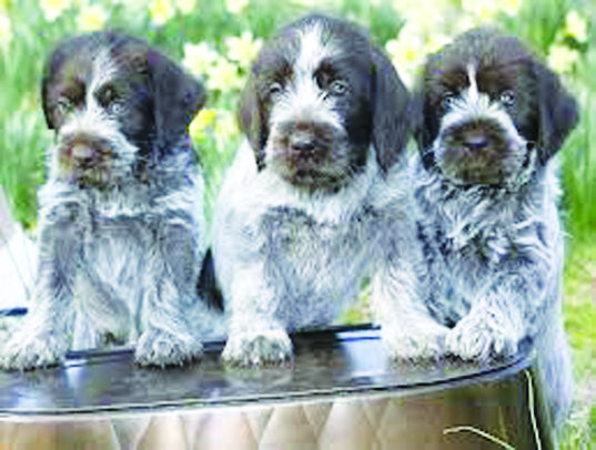 akc wirehaired pointing griffon