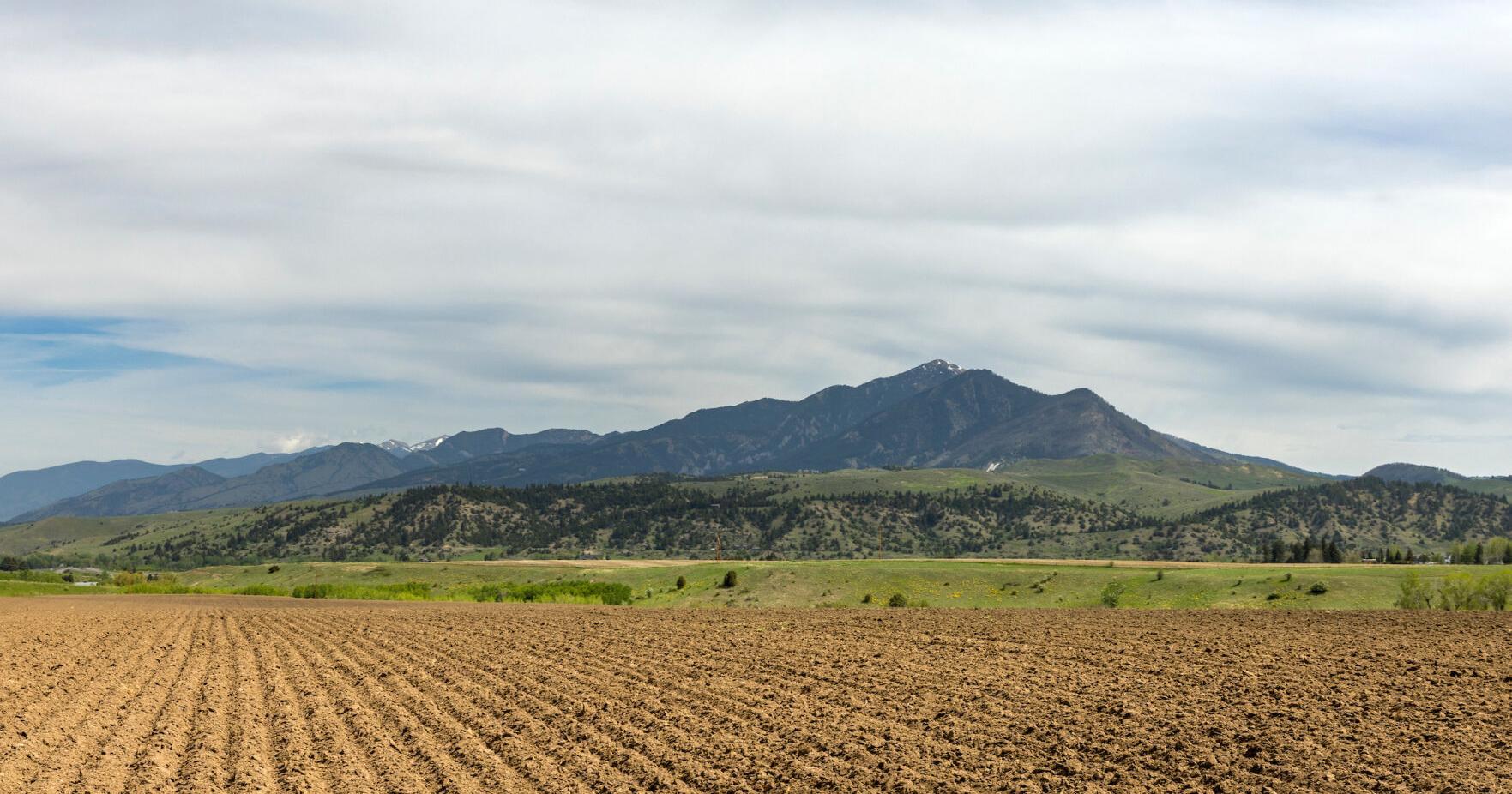 Montana State University leases hospital farmland for seed production - Vimarsana News