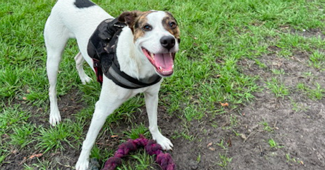 Three Forks reminds residents of new rules for dogs - Vimarsana News