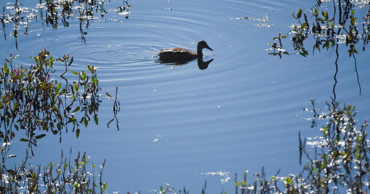 Bozeman working on updating wetlands code after SCOTUS decision | Local ...