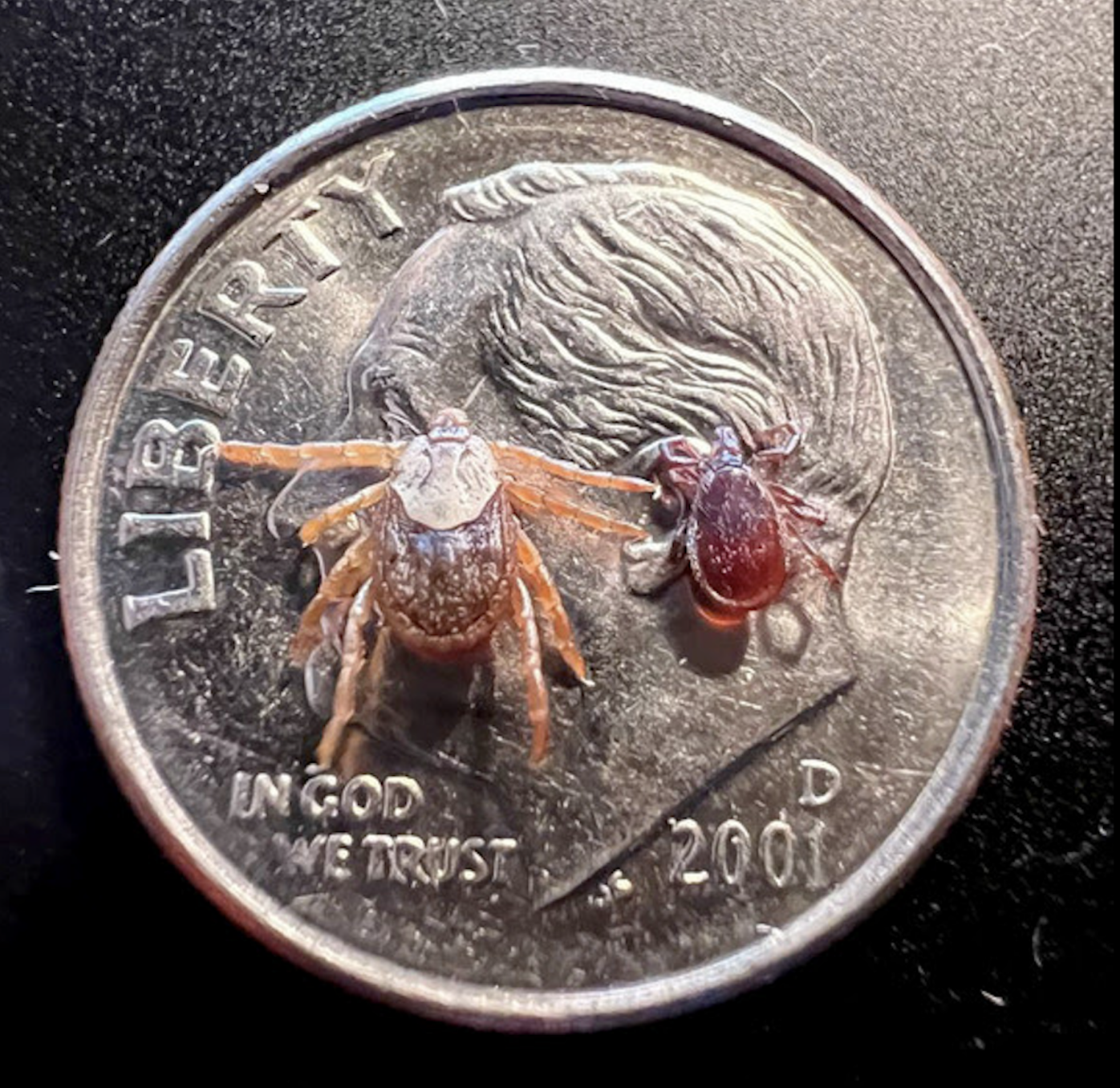 New deer ticks spotted in Montana | Biology | belgrade-news.com