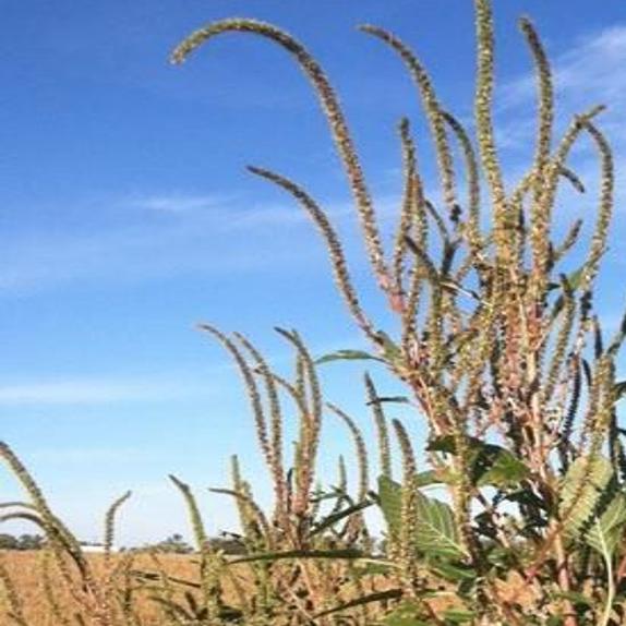 Feds Warn Of Possible Giant Pigweed Outbreak Agriculture Belgrade News Com