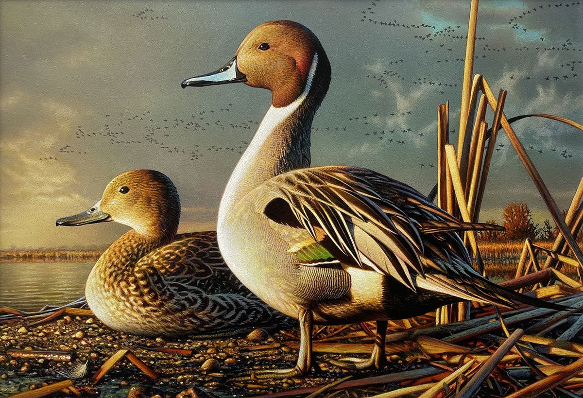 Belgrade artist wins Duck Stamp competition Local News