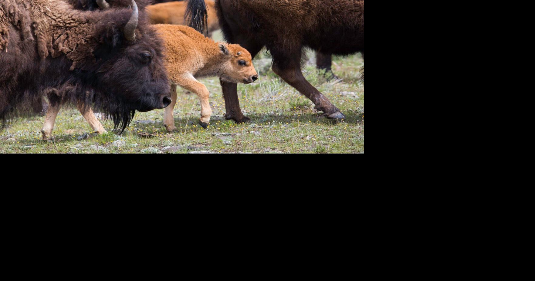 Yellowstone unveils final environmental impact statement for bison ...