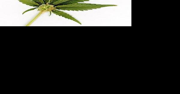 Will Manhattan say no to pot shops? - Vimarsana News
