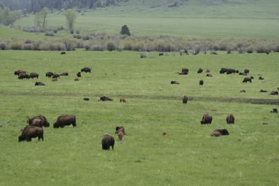 bison flying belgrade