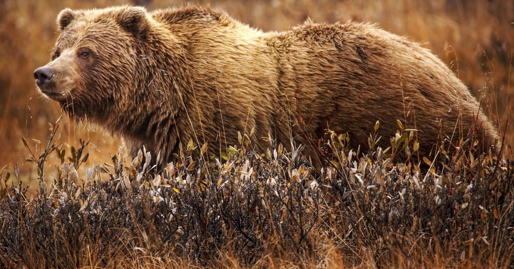 80-year-old man who killed grizzly bear, tossed GPS collar in river gets 2 months in prison - Vimarsana News