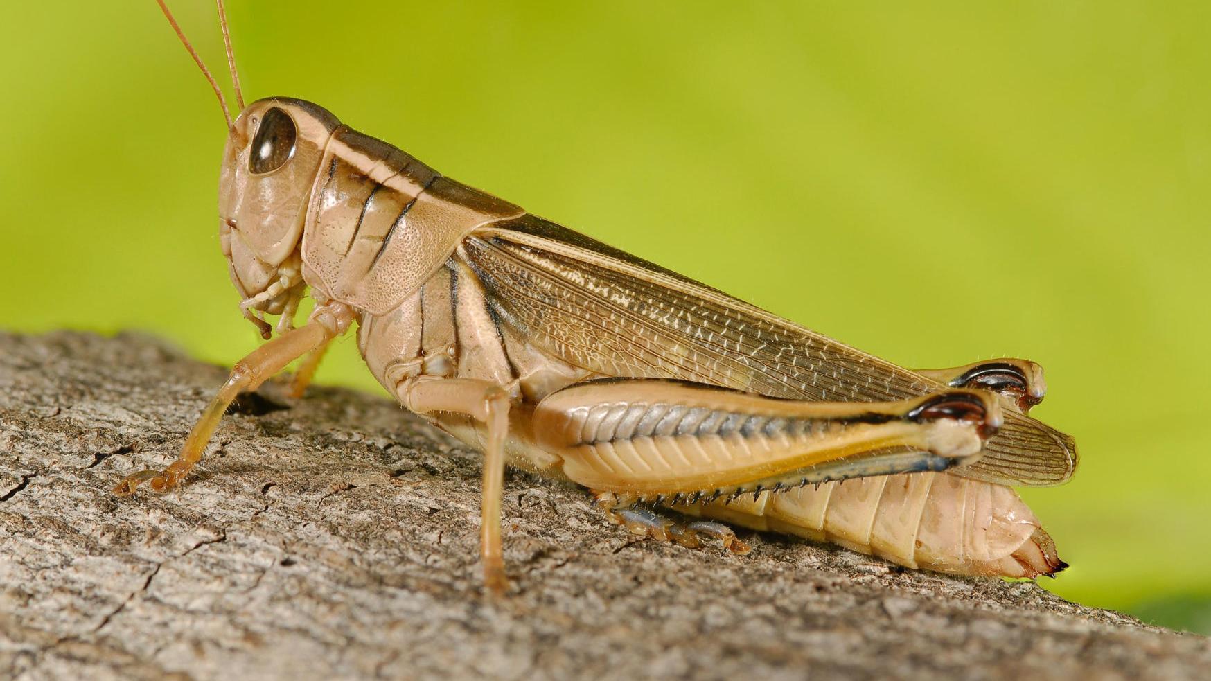 Hungry Grasshoppers Spurred By Drought Threaten Rangeland Agriculture Belgrade News Com Grasshoppers Schedule 2022