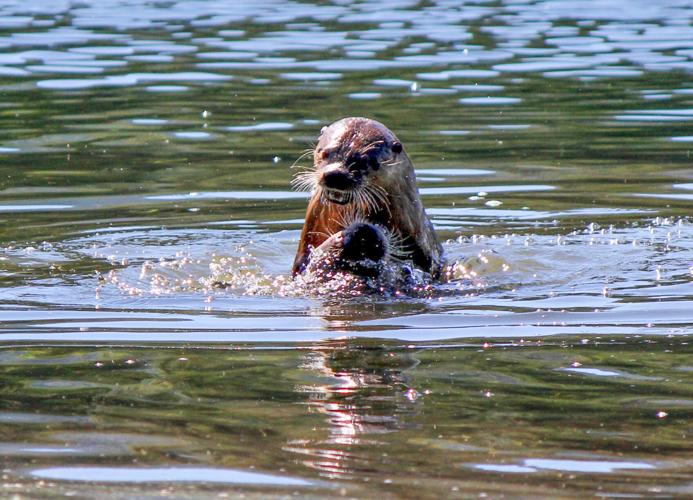 Otter attacks three women on Jefferson River: 'Severe facial trauma