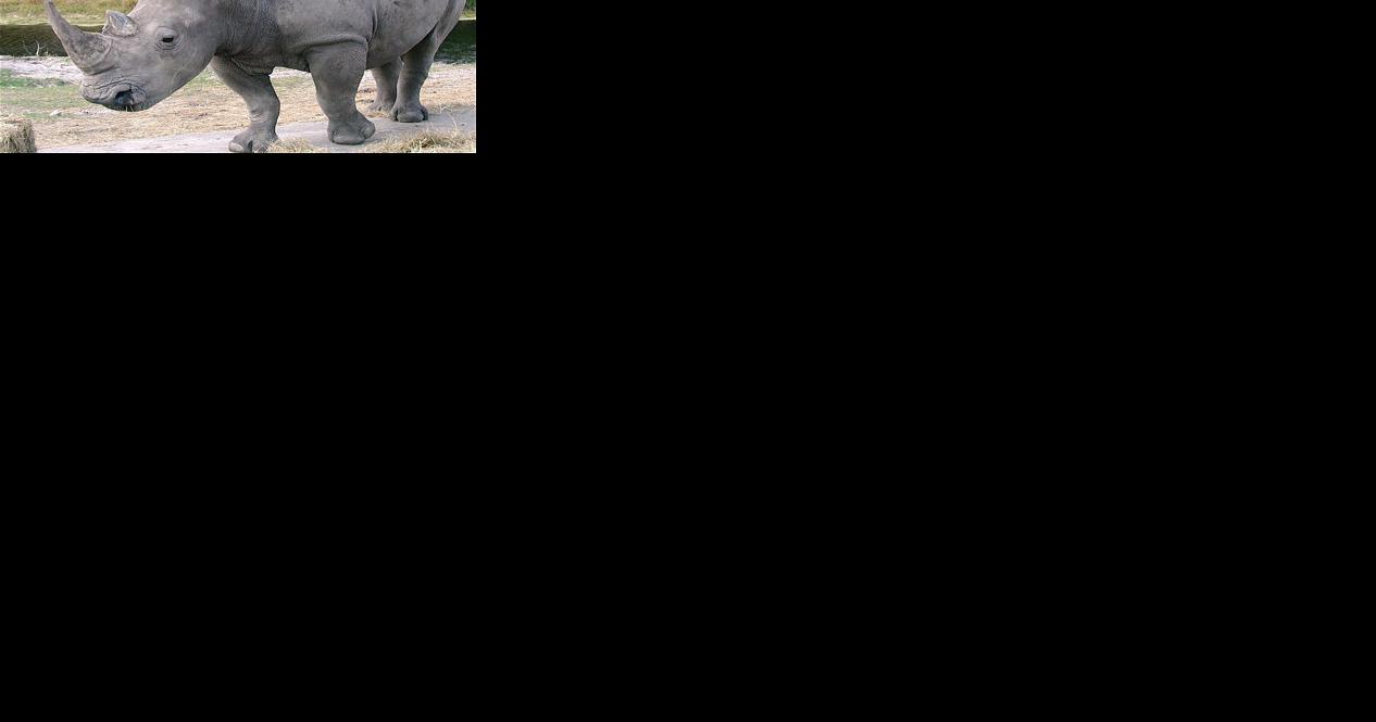 Rhino horn smuggling 'Godfather' sentenced to federal prison | Briefs - Vimarsana News