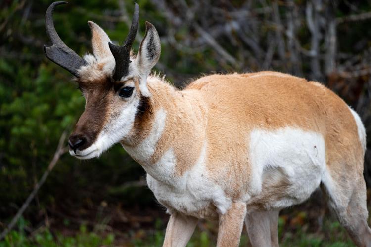 Reporter's notebook The Pronghorn antelopes of Horseshoe Hills