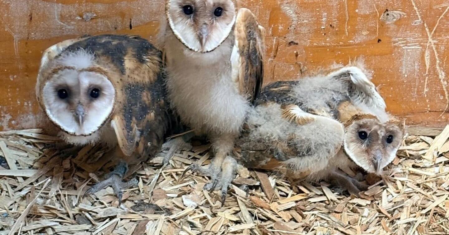 Baby owls graduate from raptor center , return to wild | Local News