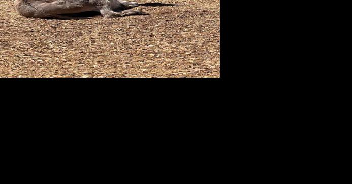 Donkey & Donuts: Rocky Mountain Supply to host fund raiser for miniature equines - Vimarsana News
