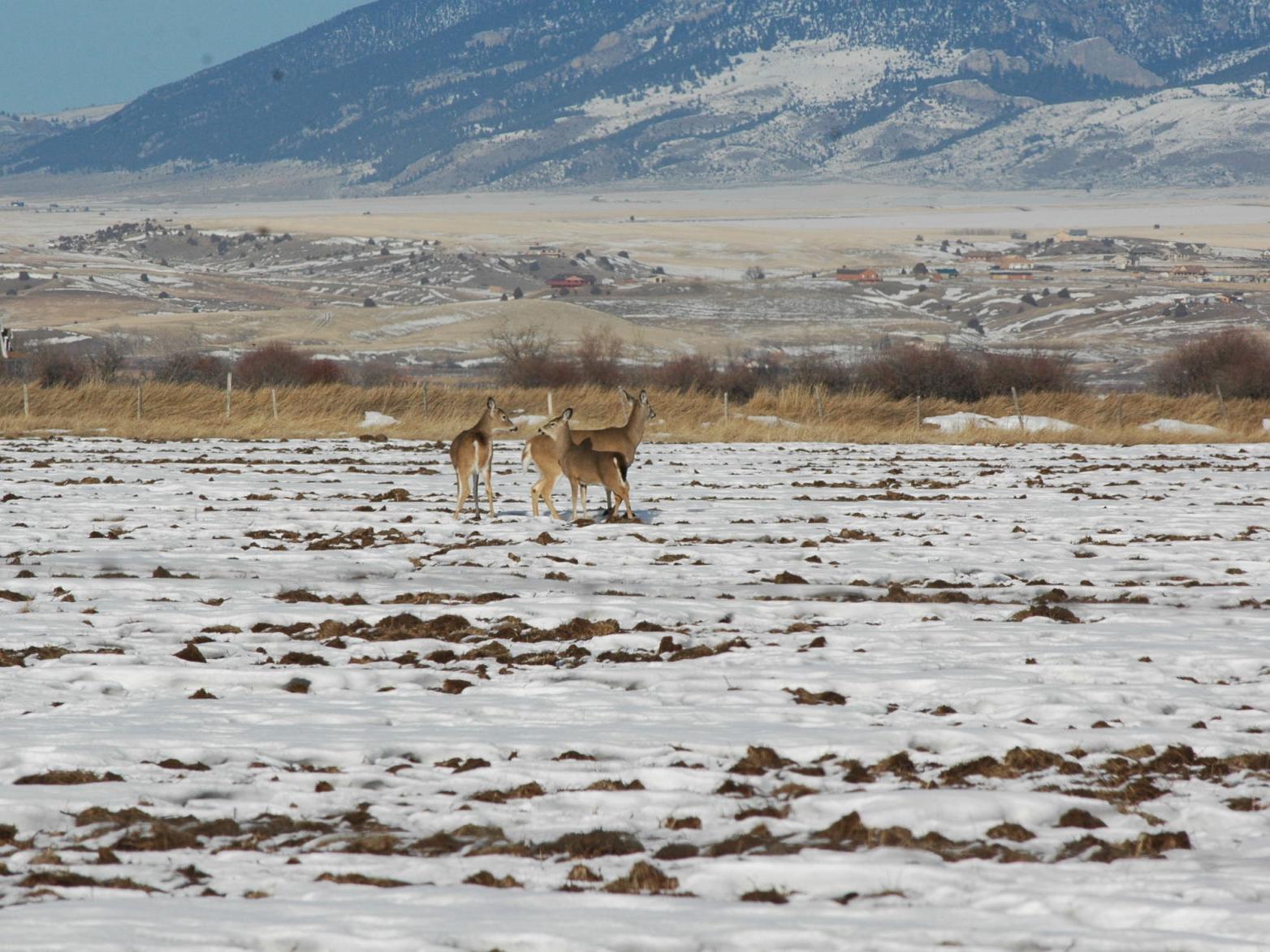 FWP may extend whitetail season in some districts - Vimarsana News
