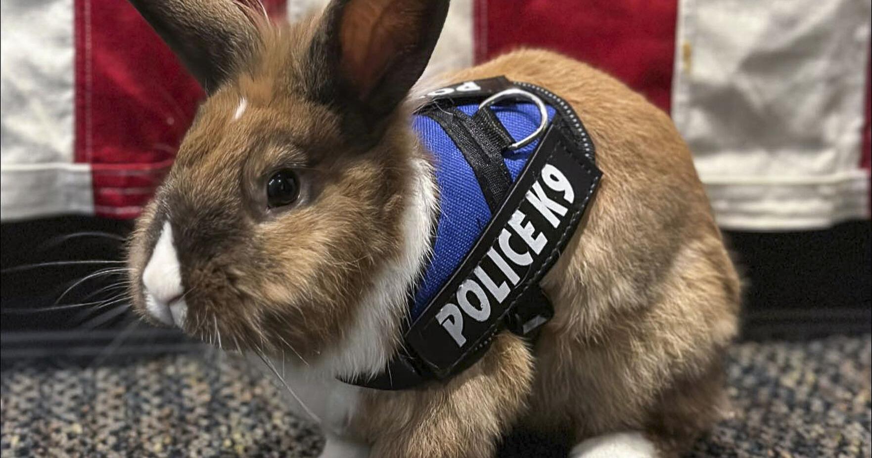 Officer Cottontail? Bunny joins police force. Fur real. - Vimarsana News