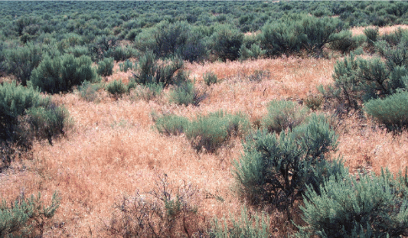 Invasive annual grasses in Montana | Local News | belgrade-news.com