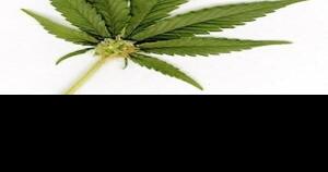 Pot shop question won't go to voters - Vimarsana News