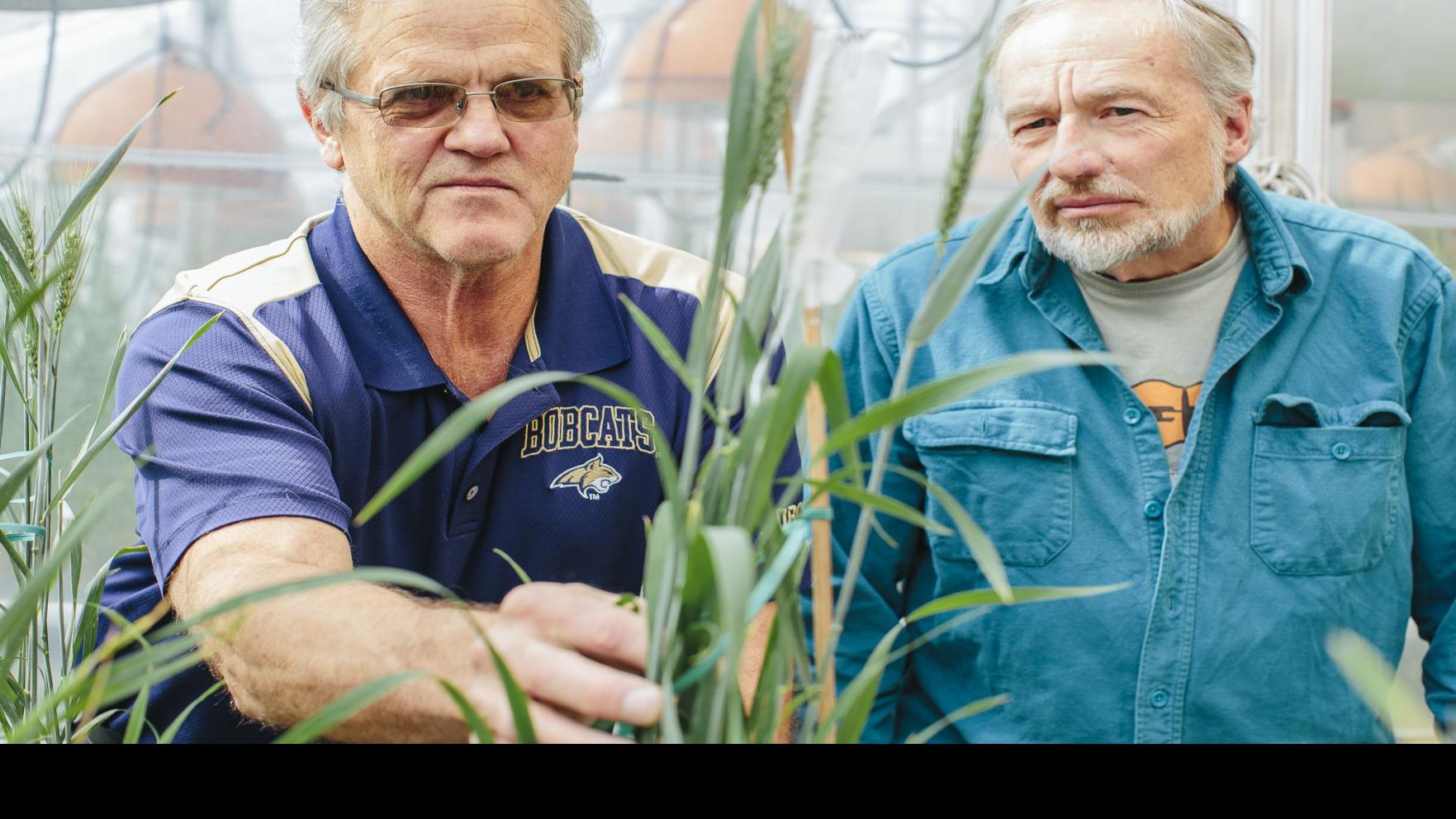 Msu Releases New Winter Wheat Grain And Forage Varieties