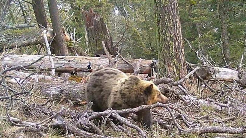 Grizzly presence confirmed in the Bangtail Mountains northeast of Bozeman |  State News | belgrade-news.com, image size:1200x675
