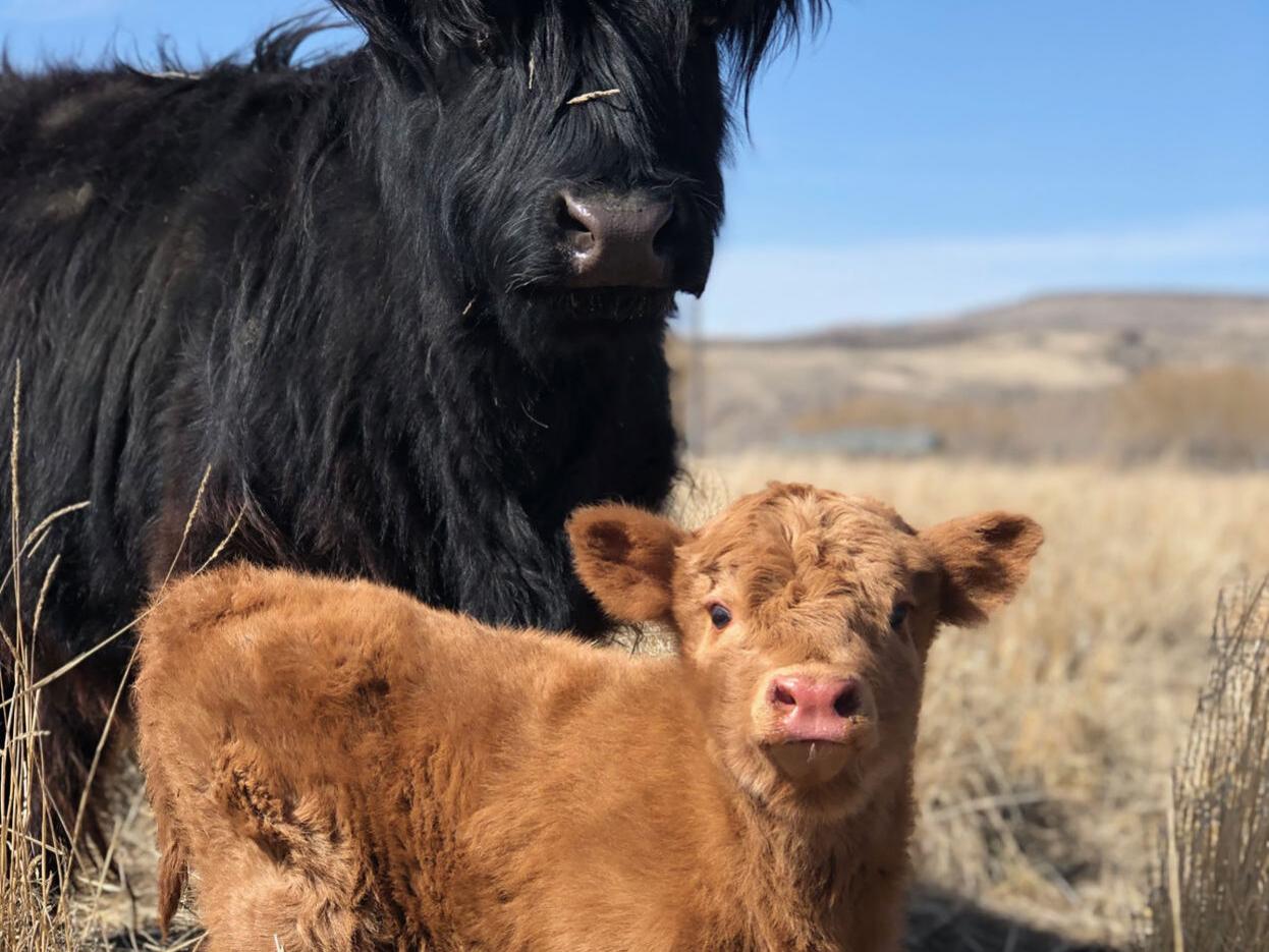 Great Manhattan calf heist ends happily - Vimarsana News