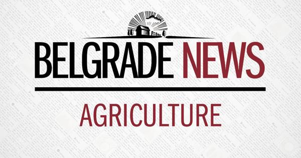 Brucellosis found in Gallatin County - Vimarsana News