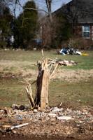 Officials look at how to address massive tree loss