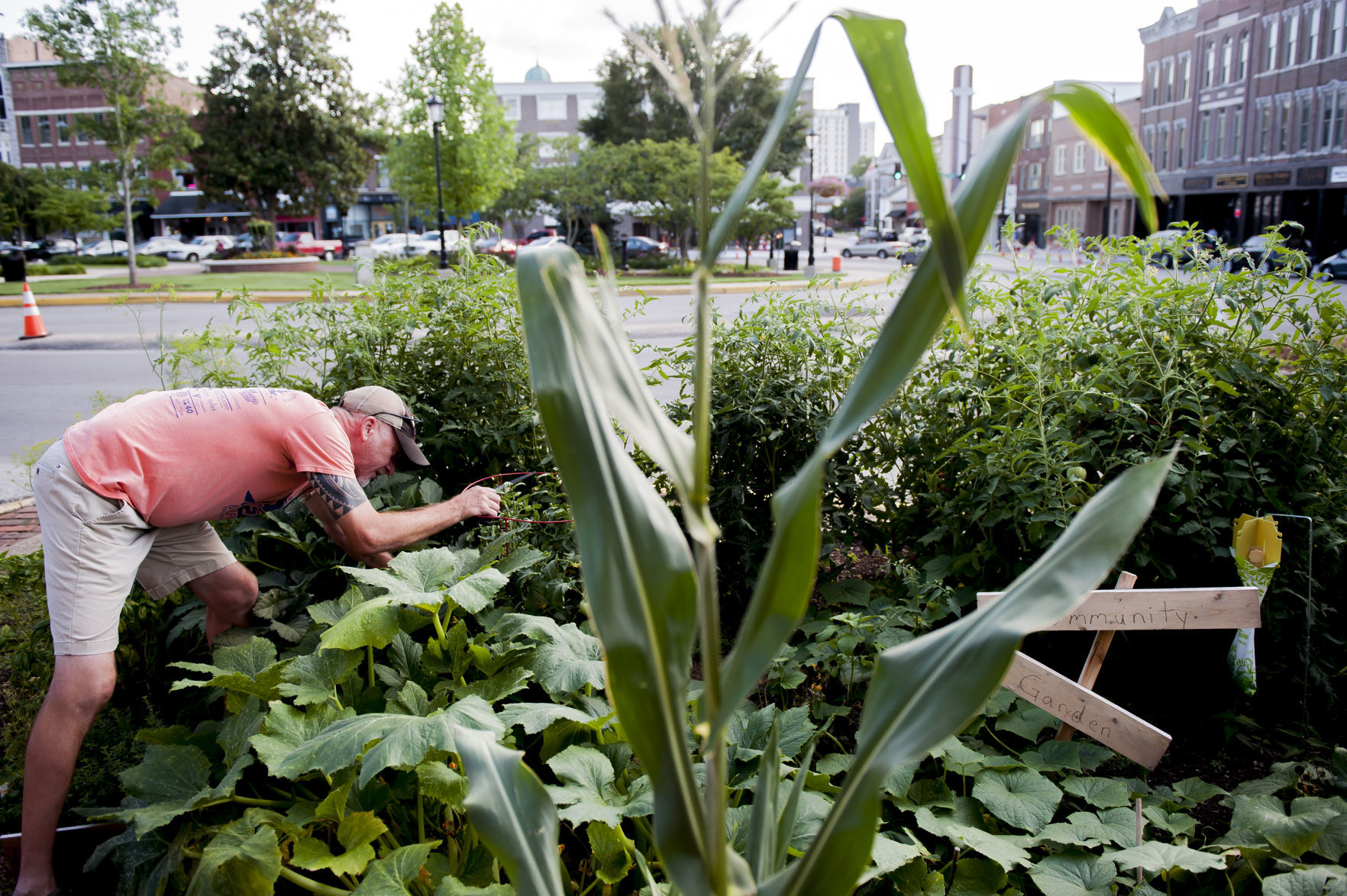 taproot a story about a gardener and a ghost