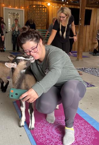 Nanny Namaste: Goat yoga makes return at Westbrook Farms