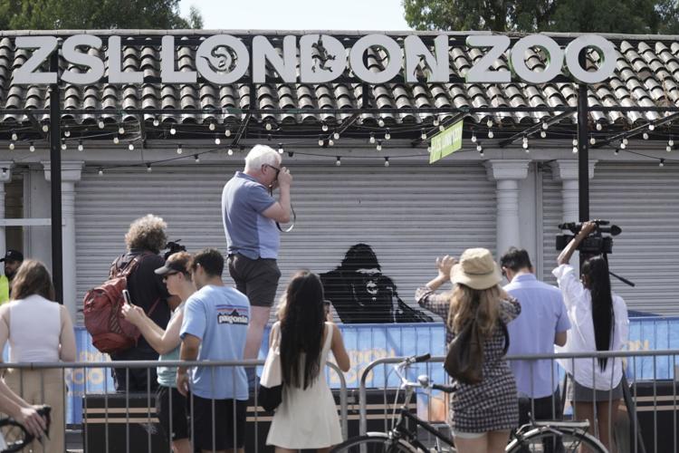 Banksy London Zoo mural offers clue to why wild animals have been