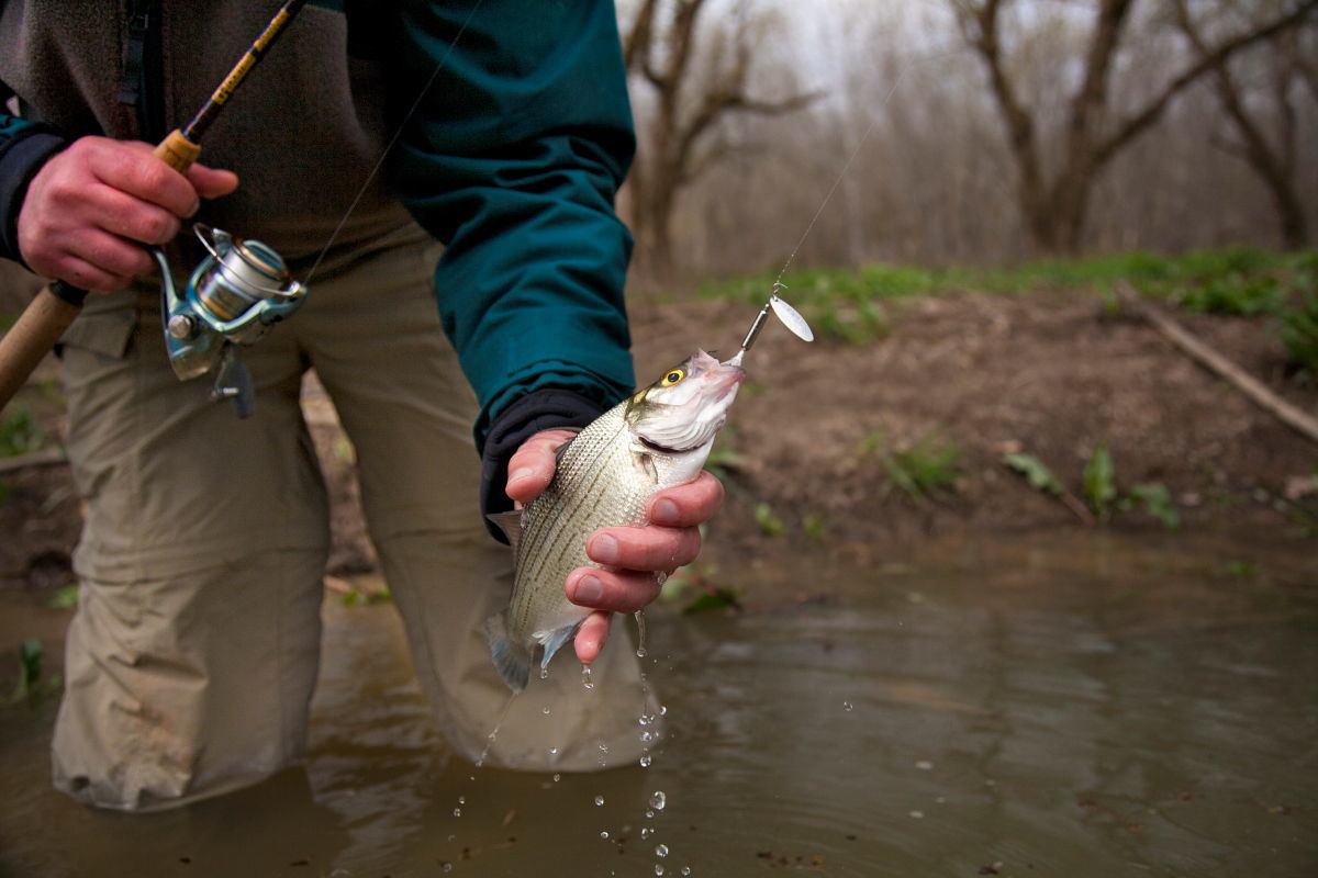 Warm Weather has White Bass on their Spawning Run