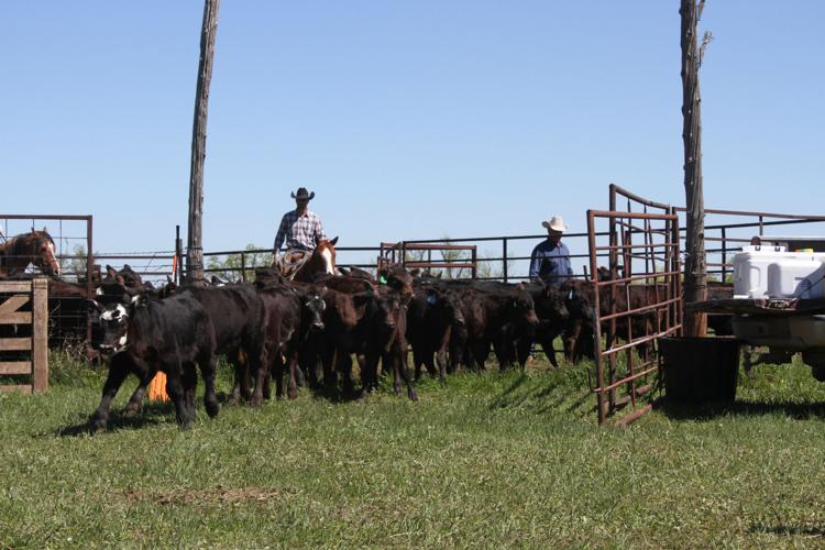 USA has smallest beef herd in 60 years 2.jpg