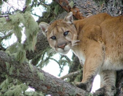 South Dakota mountain lion season Jan. 1 | Local Sports | bhpioneer.com