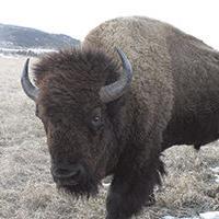 Meet the Frawley Ranch bison | Local News | bhpioneer.com
