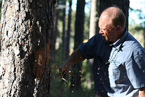 Does bitter cold kill pine beetles? | Local News | bhpioneer.com