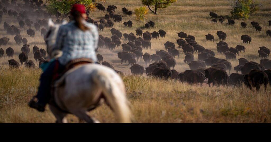 Custer State Park bison auction brings in 633,700 Local News