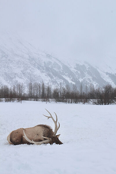 GF&P to offer refunds for hunting licenses, re-sell tags