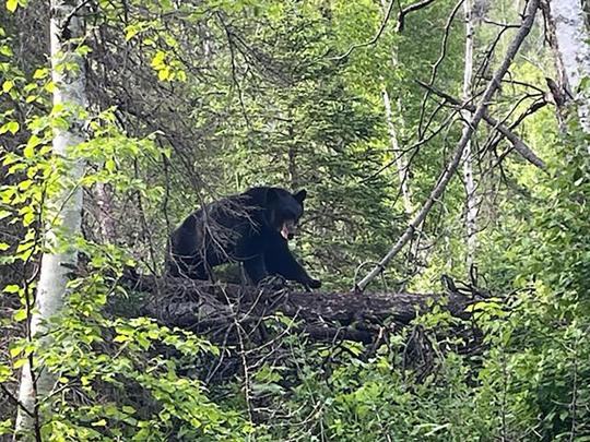 SD lawmaker asks GF&P to consider bear hunting season