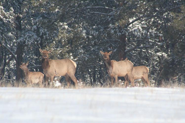 Wind Cave elk study reveals different CWD rates in sub herds | Local ...