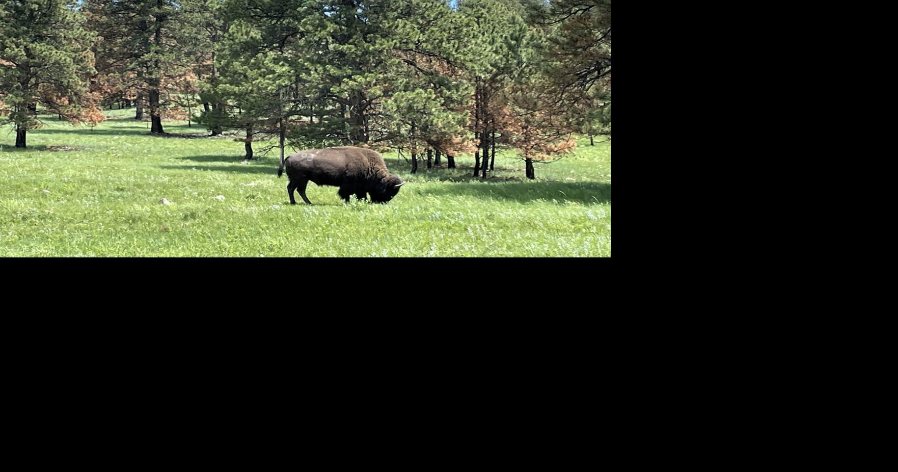 Woman killed by bison in Custer State Park, weeks after another visitor was injured