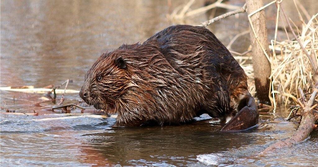 Black Hills beaver trapping moratorium advances as population tumbles ...
