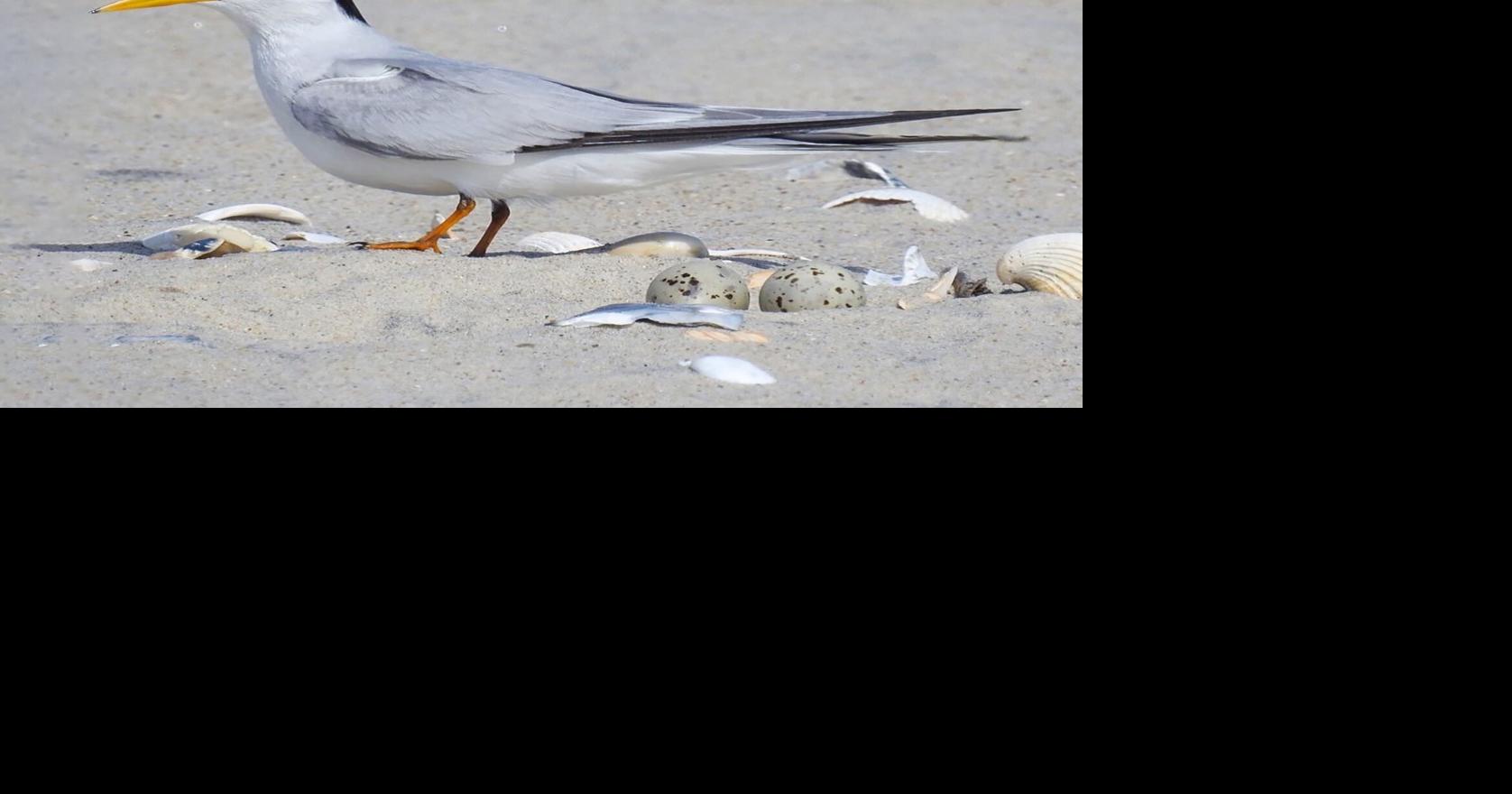 Read more GF&P proposal removes 2 birds from endangered species list