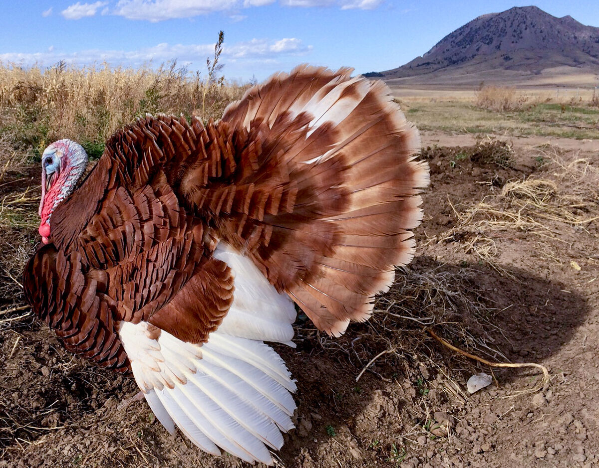 S.D. Farmers Raise ‘heritage Turkeys’ To Preserve Ancient Breeds ...