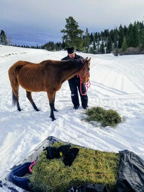 Stray and starving horse rescued near Buckhorn, Wyo.