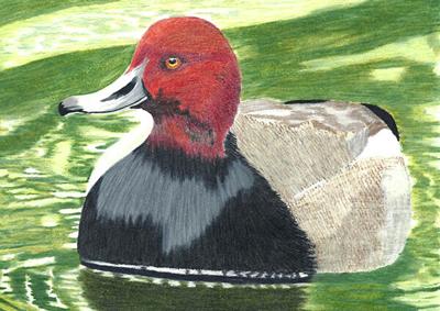 Calling Ducks Contest Calendar