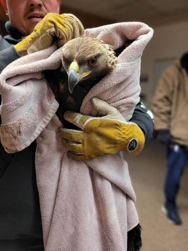 Eagle struck by truck on the mend